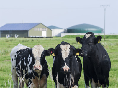 Biogasanlage zur Strom- und Wärmeerzeugung aus Rindergülle und Energiepflanzen 